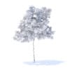 Lemon Tree 3D Model 2.4m (9555) - Image 4