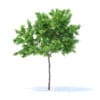Lemon Tree 3D Model 2.4m (9555) - Image 5