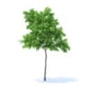 Lemon Tree 3D Model 2.4m (9555) - Image 7