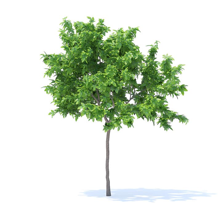 Lemon Tree 3D Model 2.4m (9555)