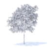 Lemon Tree 3D Model 3.1m (9558) - Image 2