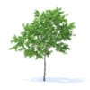 Lemon Tree 3D Model 3.1m (9558) - Image 3