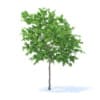 Lemon Tree 3D Model 3.1m (9558) - Image 5