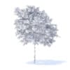 Lemon Tree 3D Model 3.1m (9558) - Image 6