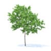 Lemon Tree 3D Model 3.1m (9558) - Image 7