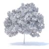 Lemon Tree 3D Model 4.4m (9561) - Image 2