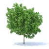 Lemon Tree 3D Model 4.4m (9561) - Image 3