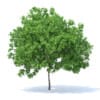 Lemon Tree 3D Model 4.4m (9561) - Image 5