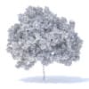 Lemon Tree 3D Model 4.4m (9561) - Image 6