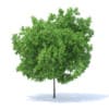 Lemon Tree 3D Model 4.4m (9561) - Image 7