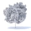 Lemon Tree 3D Model 4.4m (9561) - Image 8