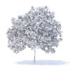Lemon Tree with Fruits 3D Model 4.4m (9563) - Image 2