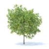 Lemon Tree with Fruits 3D Model 4.4m (9563) - Image 3