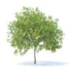 Lemon Tree with Fruits 3D Model 4.4m (9563) - Image 5