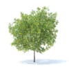 Lemon Tree with Fruits 3D Model 4.4m (9563) - Image 7