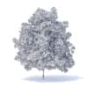 Lemon Tree 3D Model 6m (9564) - Image 2