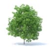 Lemon Tree 3D Model 6m (9564) - Image 3