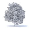 Lemon Tree 3D Model 6m (9564) - Image 4
