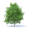 Lemon Tree 3D Model 6m (9564) - Image 5