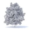 Lemon Tree 3D Model 6m (9564) - Image 6