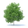 Lemon Tree 3D Model 6m (9564) - Image 7