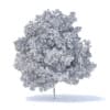 Lemon Tree 3D Model 6m (9564) - Image 8