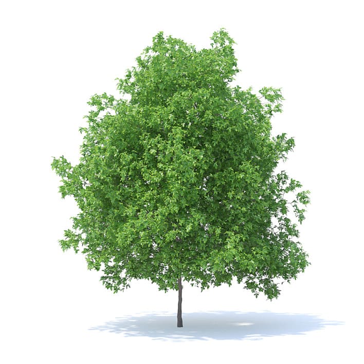 Lemon Tree 3D Model 6m (9564)