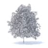 Lemon Tree with Flowers 3D Model 6m (9565) - Image 2