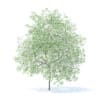 Lemon Tree with Flowers 3D Model 6m (9565) - Image 3