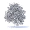 Lemon Tree with Flowers 3D Model 6m (9565) - Image 4
