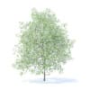 Lemon Tree with Flowers 3D Model 6m (9565) - Image 5