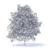 Lemon Tree with Flowers 3D Model 6m (9565) - Image 6