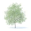 Lemon Tree with Flowers 3D Model 6m (9565) - Image 7