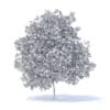 Lemon Tree with Flowers 3D Model 6m (9565) - Image 8