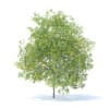 Lemon Tree with Fruits 3D Model 6m (9566) - Image 3