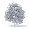 Lemon Tree with Fruits 3D Model 6m (9566) - Image 4