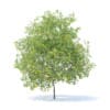 Lemon Tree with Fruits 3D Model 6m (9566) - Image 6