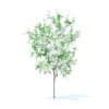 Orange Tree with Flowers 3D Model 1.6m (9568) - Image 3