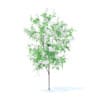 Orange Tree with Flowers 3D Model 1.6m (9568) - Image 7