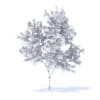 Orange Tree with Flowers 3D Model 2.1m (9571) - Image 2