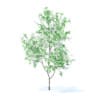 Orange Tree with Flowers 3D Model 2.1m (9571) - Image 3