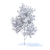 Orange Tree with Flowers 3D Model 2.1m (9571) - Image 4