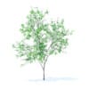 Orange Tree with Flowers 3D Model 2.1m (9571) - Image 5