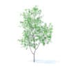 Orange Tree with Flowers 3D Model 2.1m (9571) - Image 7