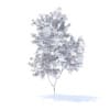 Orange Tree with Flowers 3D Model 2.1m (9571) - Image 8