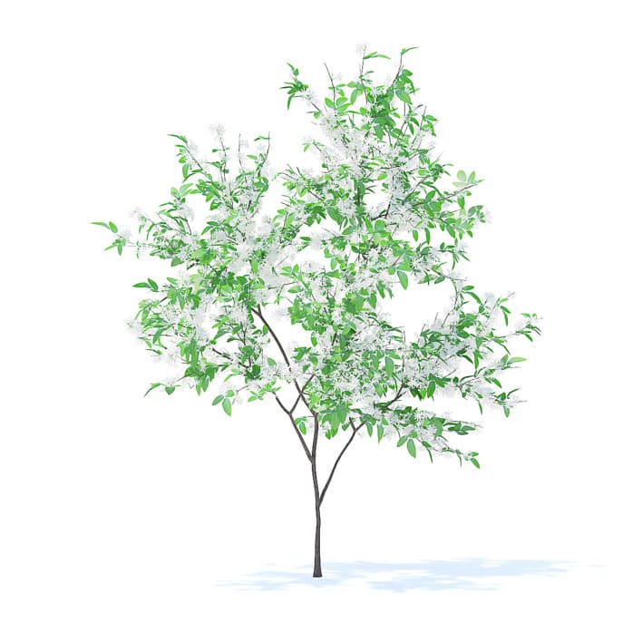 Orange Tree with Flowers 3D Model 2.1m (9571)