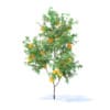 Orange Tree with Fruits 3D Model 2.1m (9572) - Image 3