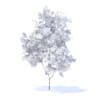 Orange Tree with Fruits 3D Model 2.1m (9572) - Image 4