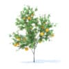 Orange Tree with Fruits 3D Model 2.1m (9572) - Image 5