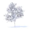Orange Tree with Fruits 3D Model 2.1m (9572) - Image 6